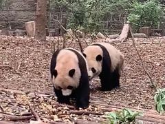 -西安秦岭野生动物园