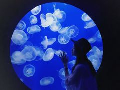 -成都浩海立方海洋公园