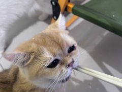 -平行世界·猫咖(首经贸店)
