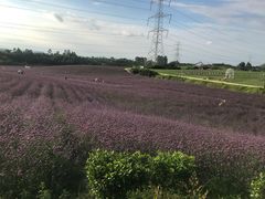 -紫颐香薰山谷景区