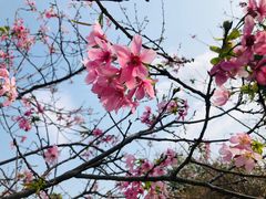 -天适樱花悠乐园