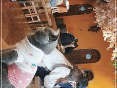 -猫猫幼稚园·撸猫·桌游·电玩