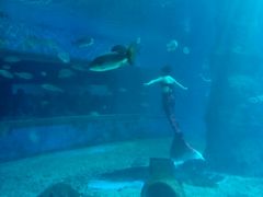 -北戴河圣蓝海洋公园