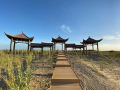 -金塔沙漠胡杨林景区