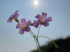 -深圳湾公园(南山区)