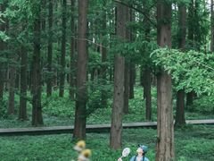 -黄海国家森林公园