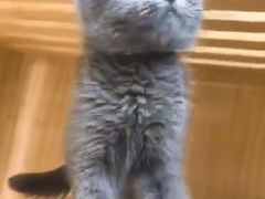 -lincat·猫舍(广州店)