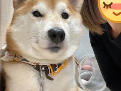 -柴务处·柴犬主题狗咖