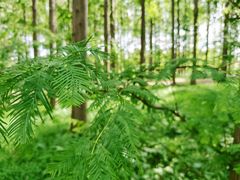 -黄海国家森林公园