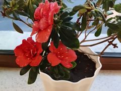 -榆林镇筋饼(文端总店)