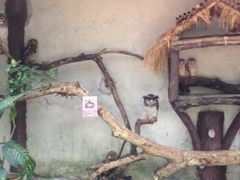 -吉隆坡雀鸟公园