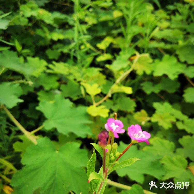 离重庆车程1.5小时避暑打卡地