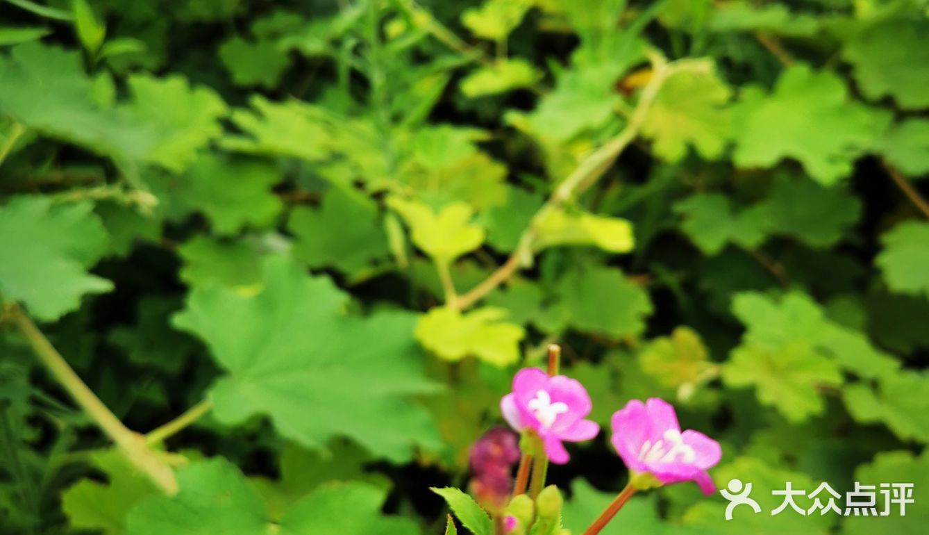 离重庆车程1.5小时避暑打卡地