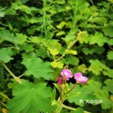 离重庆车程1.5小时避暑打卡地