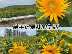 -光明小镇欢乐田园