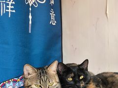 -天使宠物医院·犬猫分诊(彩虹店)