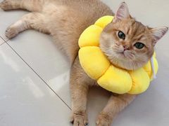 -猫十亿·布偶金渐层·曼基康矮脚猫舍(青年路店)