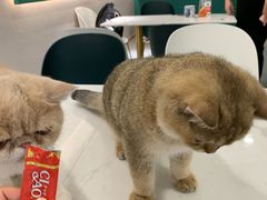 -飞行喵MR PILOT|猫舍·猫咖(静安大融城店)