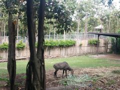 -清迈夜间动物园