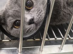 -福懋动物医院·犬猫全科·外科·重症科(杏林分院)