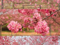 -天适樱花悠乐园