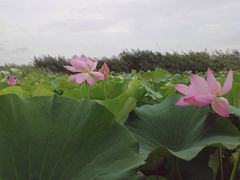 -白洋淀景区