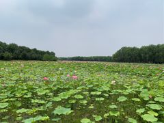 -东郊湿地公园