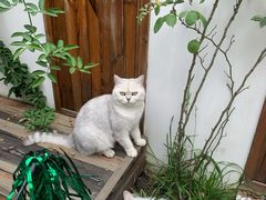 -喵屿·大理花园猫咖