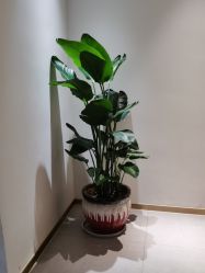 -苑苑vbeauty科技美容SPA