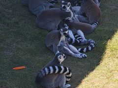 -西霞口神雕山野生动物世界
