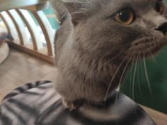 -飞行喵MR PILOT|猫舍·猫咖(静安大融城店)