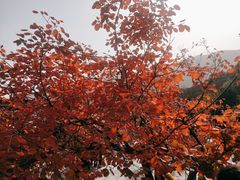-香山公园