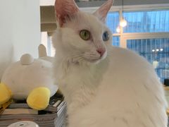 -Heymao猫咖.咖啡厅(东门店)