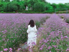 -紫颐香薰山谷景区