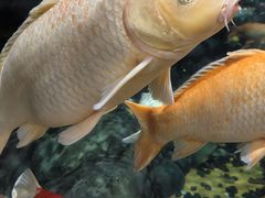 -上海海洋水族馆