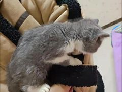 -客栈猫舍(中央北路店)