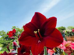 -上海鲜花港