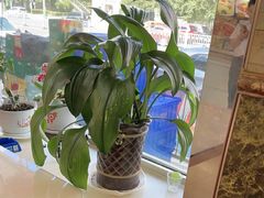 -老码头黑皮肘子锅包肉(文政街店)