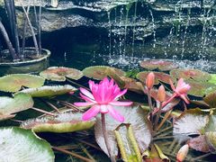 -国家植物园南园