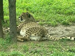 -北京野生动物园