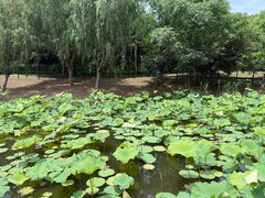 -同里国家湿地公园