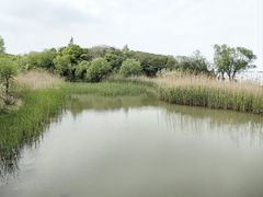 -上海吴淞炮台湾国家湿地公园