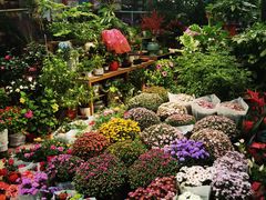 -双季花艺园艺市场(浦东店)