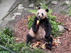 -都江堰中华大熊猫苑