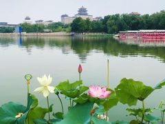 -莲花池公园