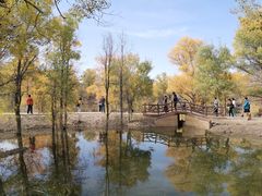 -金塔沙漠胡杨林景区