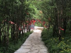 -大围山国家森林公园