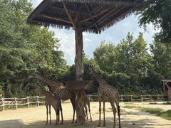 -上海野生动物园老虎餐厅