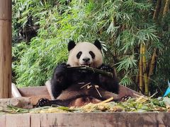 -广州长隆野生动物世界