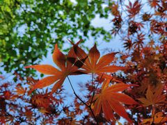 -上海佘山国家森林公园天马山园